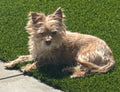 Dog standing on a grassy area next to a concrete path