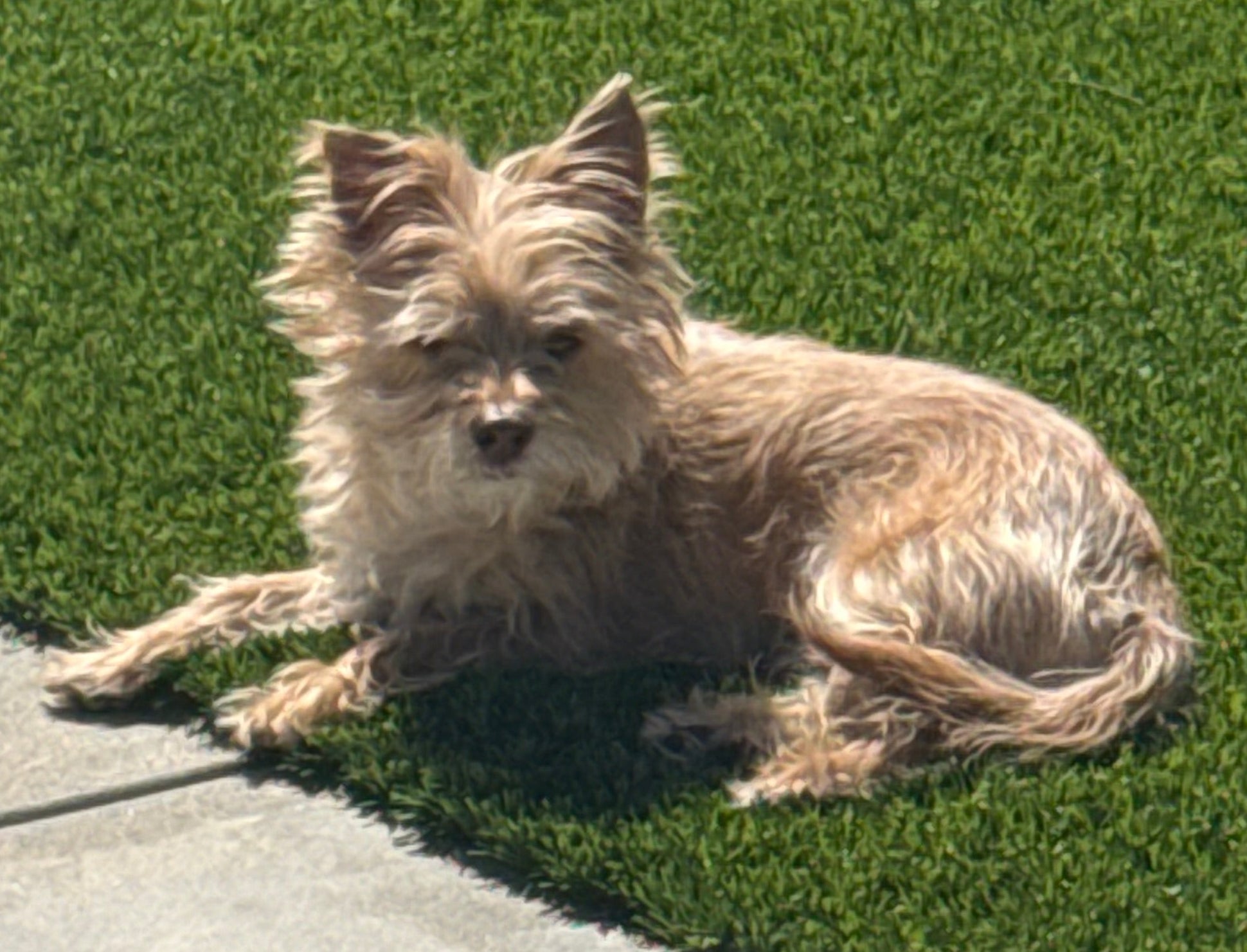 Dog standing on a grassy area next to a concrete path