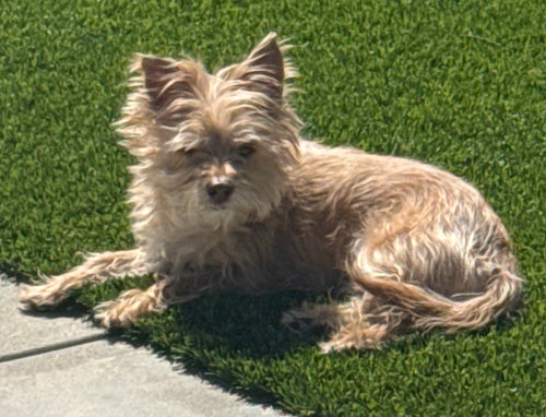 Dog standing on a grassy area next to a concrete path
